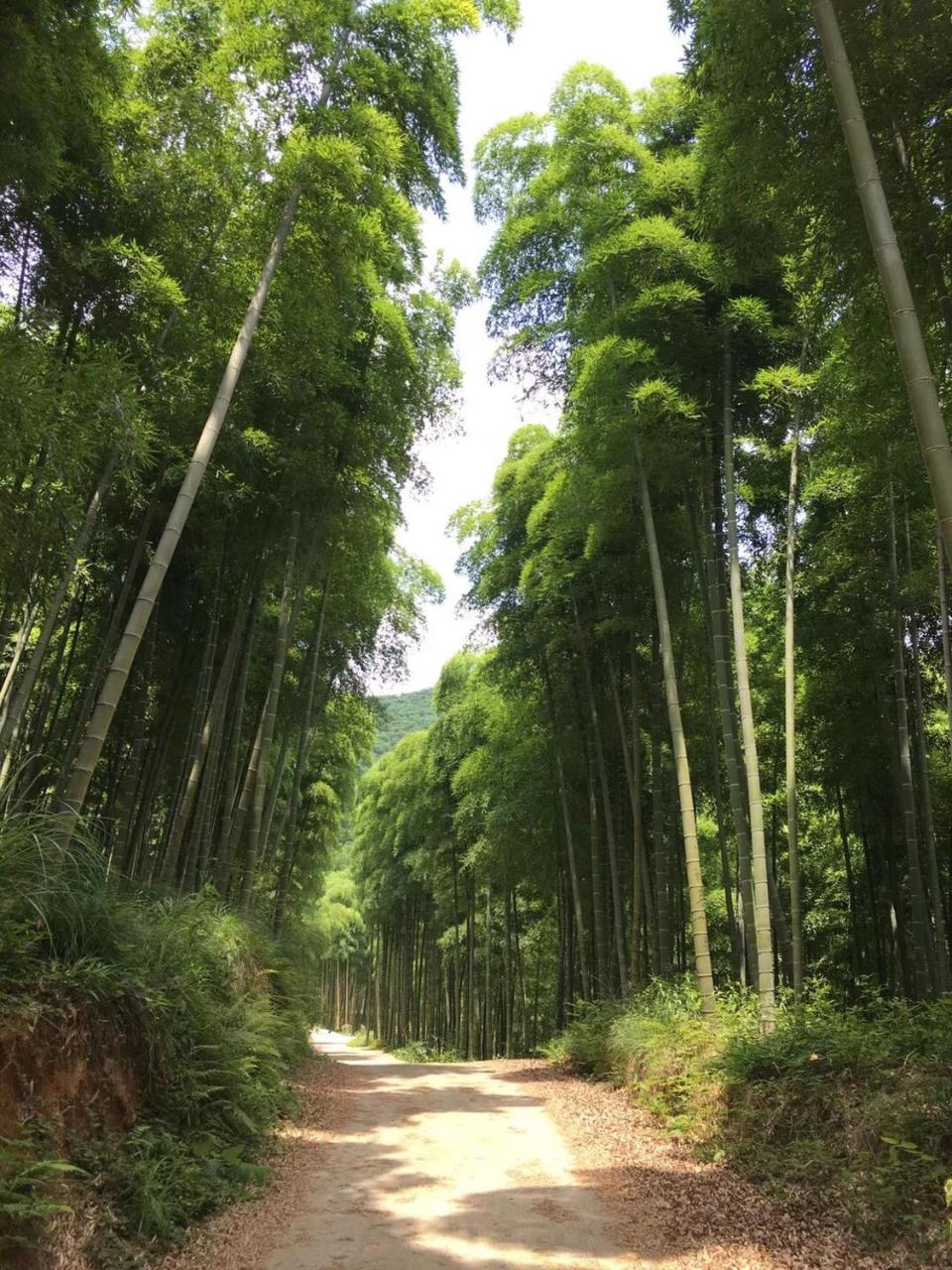 Moganshan Bamboo View Guesthouse Deqing Екстериор снимка