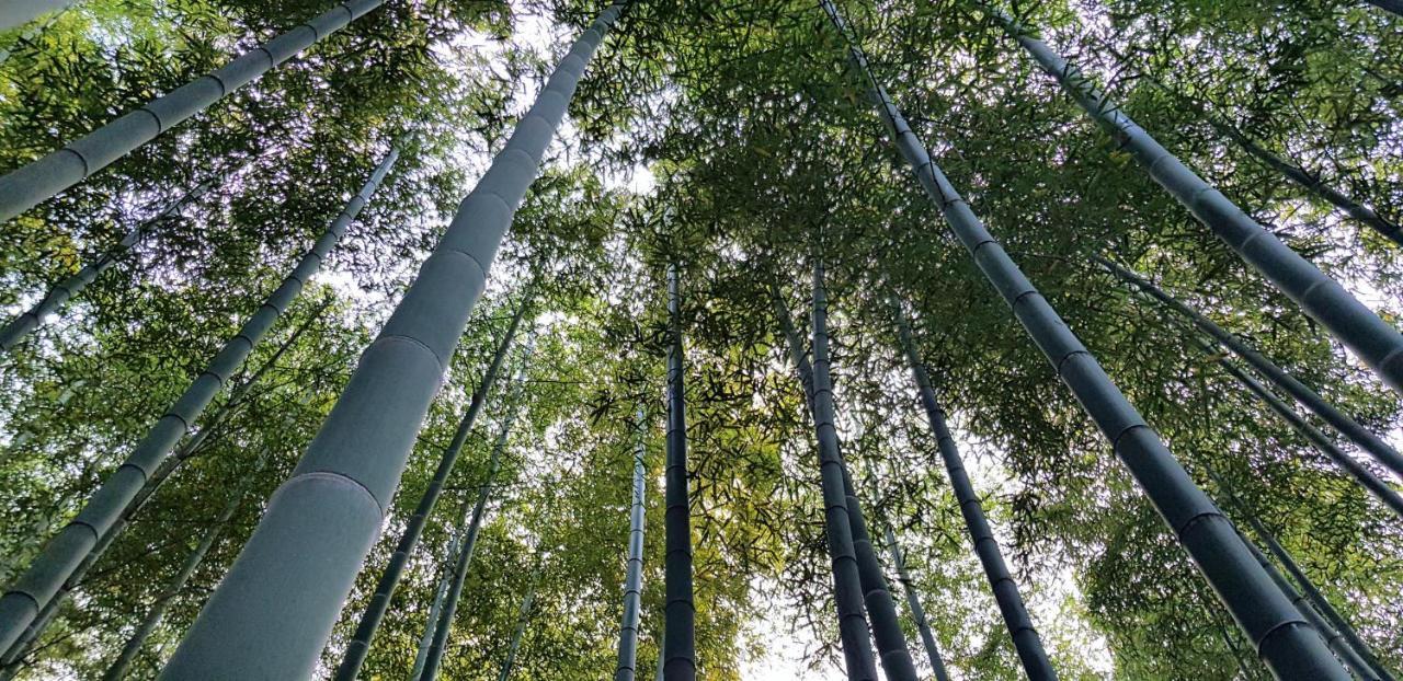 Moganshan Bamboo View Guesthouse Deqing Екстериор снимка